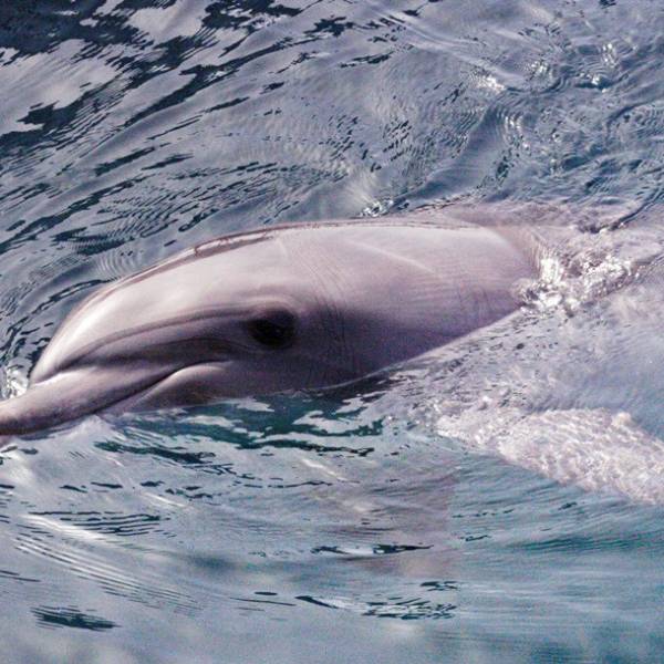 delfin portré.jpg